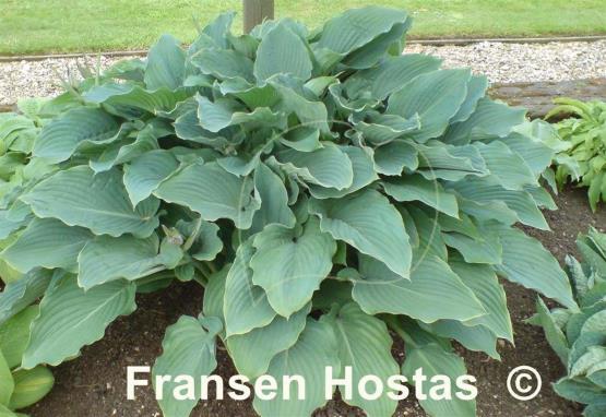 Hosta Komodo Dragon